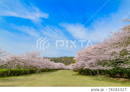 東伊豆クロスカントリークラブの桜並木 東伊豆クロスカントリークラブの桜並木 76282327