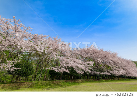 東伊豆クロスカントリークラブの桜並木 東伊豆クロスカントリークラブの桜並木 76282328