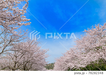 東伊豆クロスカントリークラブの桜並木 76282348