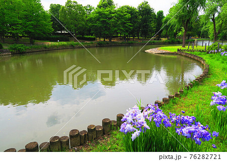 埼玉県草加市の そうか公園 のショウブの花のある風景の写真素材