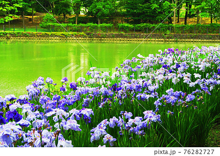 埼玉県草加市の そうか公園 のショウブの花のある風景の写真素材