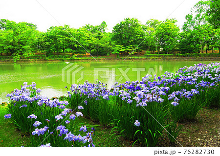 埼玉県草加市の「そうか公園」のショウブの花のある風景 76282730