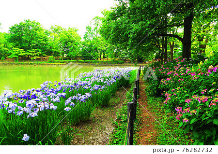 埼玉県草加市の そうか公園 のショウブの花のある風景の写真素材