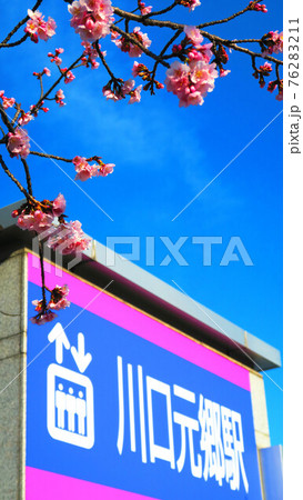 埼玉スタジアム線の川口元郷駅前の安行桜と青空の風景 埼玉スタジアム線の川口元郷駅前の安行桜と青空の風景 76283211