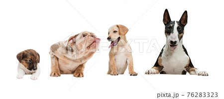 Half-length portraits of different purebred dogs isolated over white background. 76283323