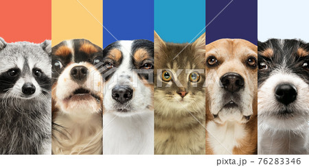 Collage of six different animals dogs, cat and raccoon. Close-up portraits. Collage of six different animals dogs, cat and raccoon. Close-up portraits. 76283346