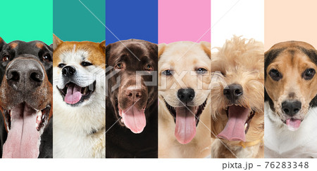 Close-up portraits of six cute joyful dogs. Collage. Web banner Close-up portraits of six cute joyful dogs. Collage. Web banner 76283348