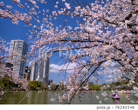 満開の桜と不忍池　東京都上野公園 76283546