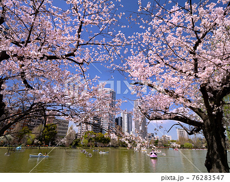 満開の桜と不忍池　東京都上野公園 76283547