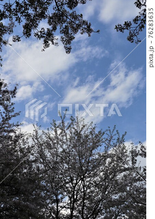 幸手桜堤・散り際の桜と青空 76283635