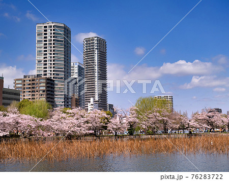 満開の桜と不忍池 東京都上野公園 満開の桜と不忍池 東京都上野公園 76283722