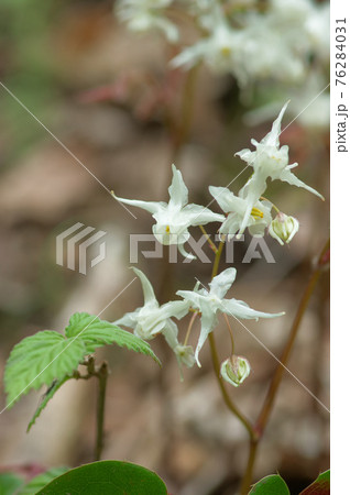 春の山野草 イカリソウ 春の山野草 イカリソウ 76284031