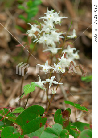 春の山野草 イカリソウ 春の山野草 イカリソウ 76284033