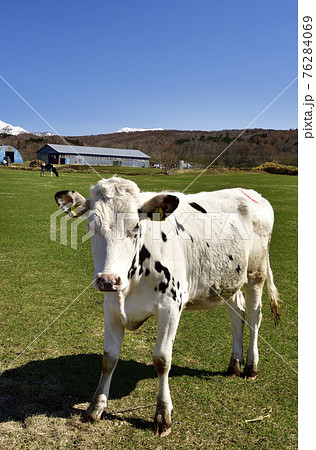 春の北海道せたな町北桧山区で草を食む牛の居る牧場の風景を撮影 76284069