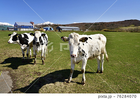 春の北海道せたな町北桧山区で草を食む牛の居る牧場の風景を撮影 76284070