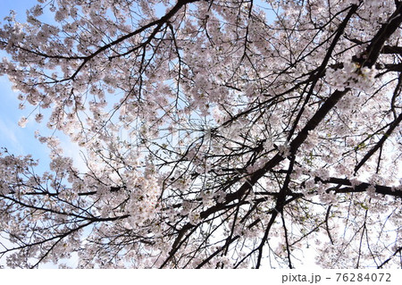 桜 76284072