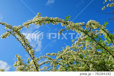 ユキヤナギの花と青空の風景 76284192