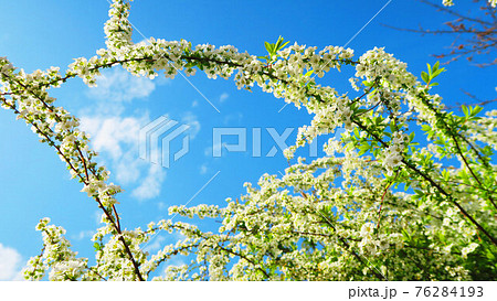 ユキヤナギの花と青空の風景 76284193