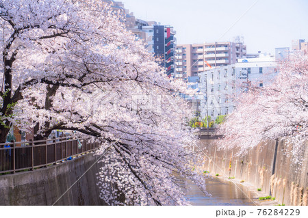《東京都》石神井川の桜並木・板橋 《東京都》石神井川の桜並木・板橋 76284229