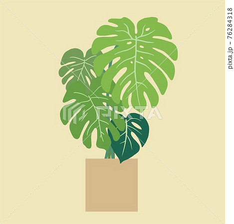 Monstera deliciosa, the Swiss cheese plant, a popular decorative house plant native to tropical rainforest. Monstera deliciosa, the Swiss cheese plant, a popular decorative house plant native to tropical rainforest. 76284318