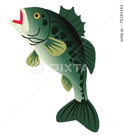 ブラックバスのイラストのイラスト素材