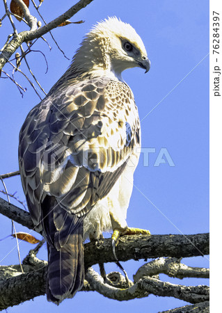 Young changeable hawk-eagle (Nisaetus cirrhatus) 76284397