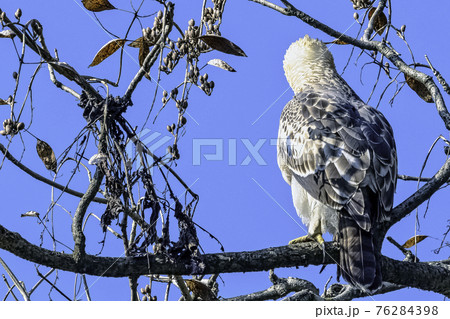 Young changeable hawk-eagle (Nisaetus cirrhatus) 76284398