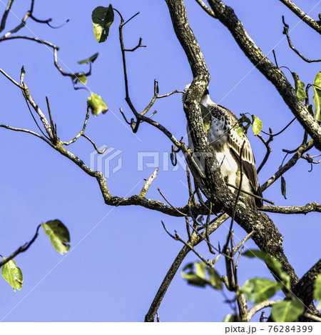 Young changeable hawk-eagle (Nisaetus cirrhatus) 76284399