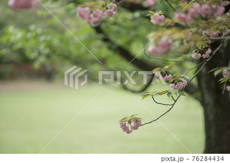 花盛りの八重桜　4月 76284434