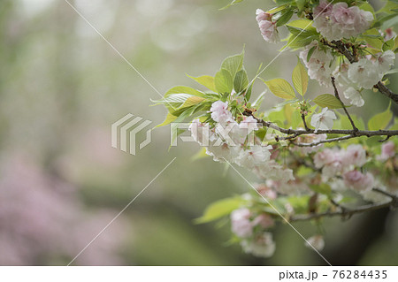 花盛りの八重桜 4月 花盛りの八重桜 4月 76284435