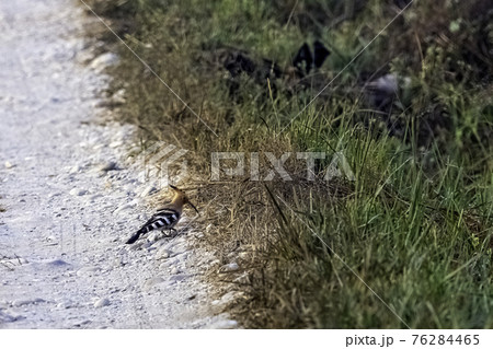 Eurasian hoopoe (Upupa epops)  in Jim Corbett National Park, India 76284465