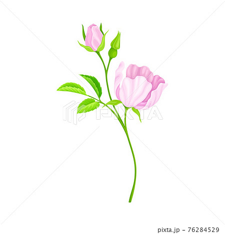 Rosa Canina or Dog Rose with Pale Pink Flower and Green Pinnate Leaves on Stem Vector Illustration Rosa Canina or Dog Rose with Pale Pink Flower and Green Pinnate Leaves on Stem Vector Illustration 76284529