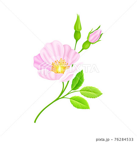 Rosa Canina or Dog Rose with Pale Pink Flower and Green Pinnate Leaves on Stem Vector Illustration Rosa Canina or Dog Rose with Pale Pink Flower and Green Pinnate Leaves on Stem Vector Illustration 76284533
