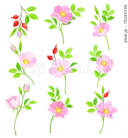 Rosa Canina or Dog Rose with Pale Pink Flowers and Red Rose Hips Vector Set Rosa Canina or Dog Rose with Pale Pink Flowers and Red Rose Hips Vector Set 76284598