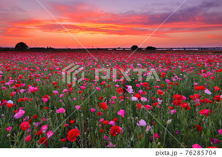 埼玉県鴻巣市 馬室荒川河川敷ハッピースクエアの鴻巣ポピー畑の夕焼け 埼玉県鴻巣市 馬室荒川河川敷ハッピースクエアの鴻巣ポピー畑の夕焼け 76285704