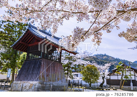 當麻寺 満開の枝垂れ桜 當麻寺 満開の枝垂れ桜 76285786