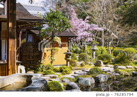 當麻寺 満開の枝垂れ桜 當麻寺 満開の枝垂れ桜 76285794