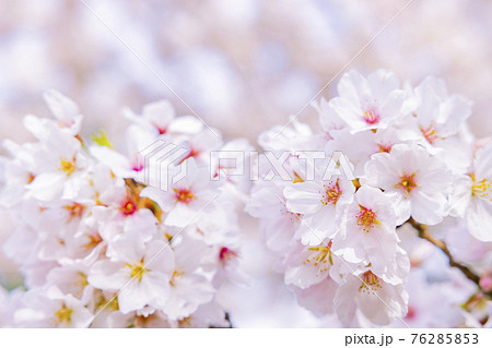 當麻寺 満開の枝垂れ桜 當麻寺 満開の枝垂れ桜 76285853