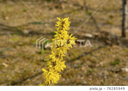 公園 花 黄色 76285949