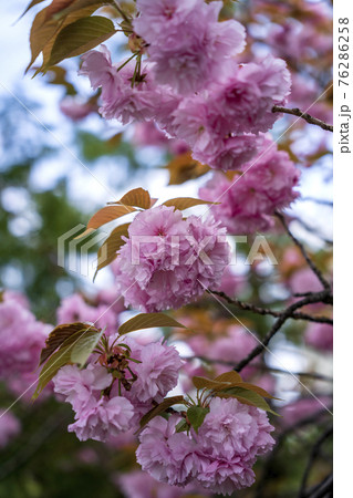 春満開の八重桜のスナップ 76286258
