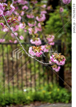 春満開の八重桜のスナップ 76286259