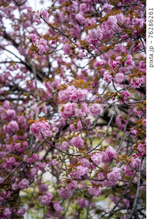 春満開の八重桜のスナップ 76286261