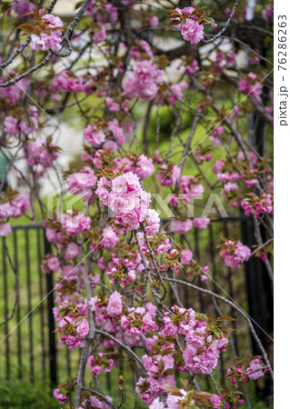 春満開の八重桜のスナップ 76286263