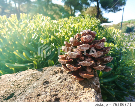 Cone of Italian stone pine sunny close-up on green Cone of Italian stone pine sunny close-up on green 76286371