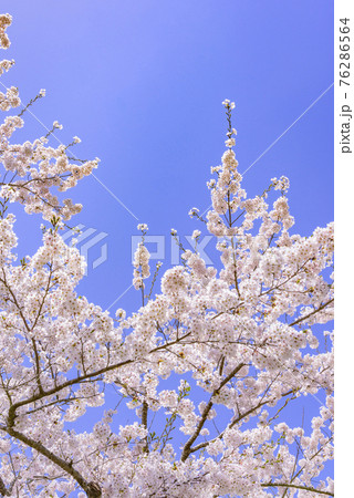 宮城県北部の加護坊山　桜満開 76286564