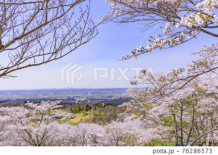 宮城県北部の加護坊山　桜満開 76286573