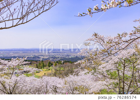 宮城県北部の加護坊山　桜満開 76286574