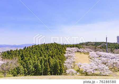 宮城県北部の加護坊山　桜満開 76286580