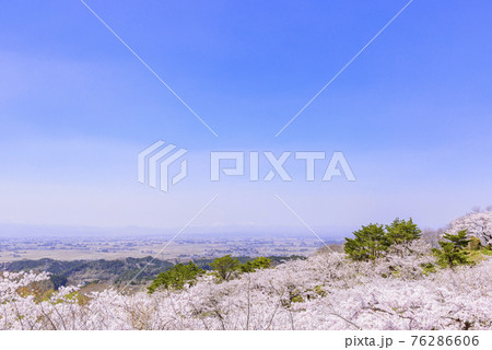 宮城県北部の加護坊山 桜満開 宮城県北部の加護坊山 桜満開 76286606