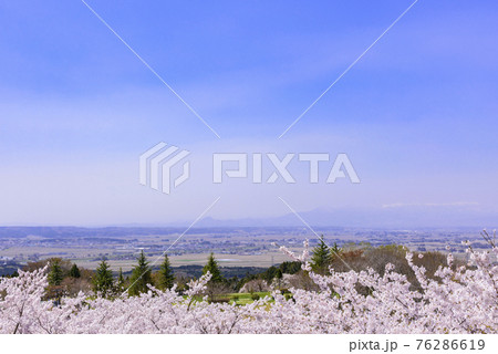 宮城県北部の加護坊山 桜満開 宮城県北部の加護坊山 桜満開 76286619